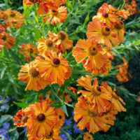 Helenium hybridum Heleenium Foto Kaidi Piigert1 (3)