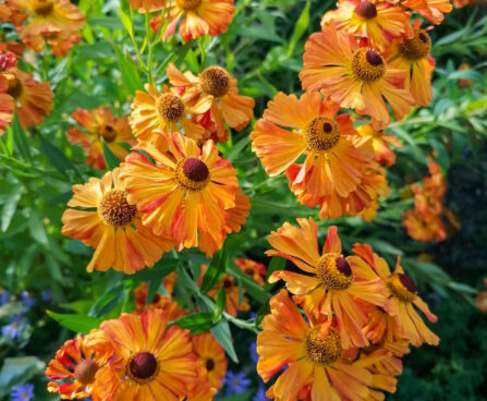 Helenium hybridum Heleenium Foto Kaidi Piigert1 (3)