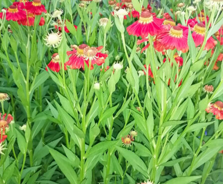 Helenium hybridum Heleenium Foto Kaidi Piigert1 (4)