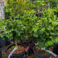 Ginkgo biloba `Simon` hõlmikpuu