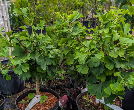Ginkgo biloba `Simon` hõlmikpuu