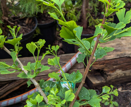 Ginkgo biloba `Menhir` hõlmikpuu