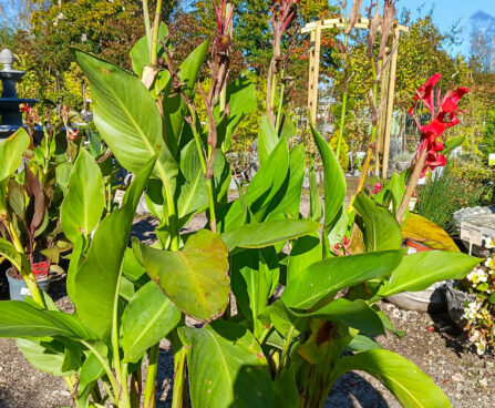 Canna `Red Shades` kanna