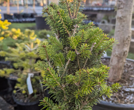 Abies alba `Minaret` euroopa nulg