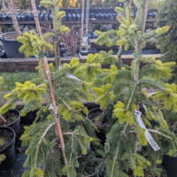 Abies nordmanniana `Pendula` kaukaasia nulg