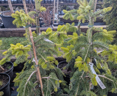 Abies nordmanniana `Pendula` kaukaasia nulg