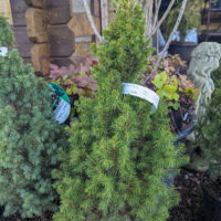 Picea glauca `Sun in the Sky` kanada kuusk