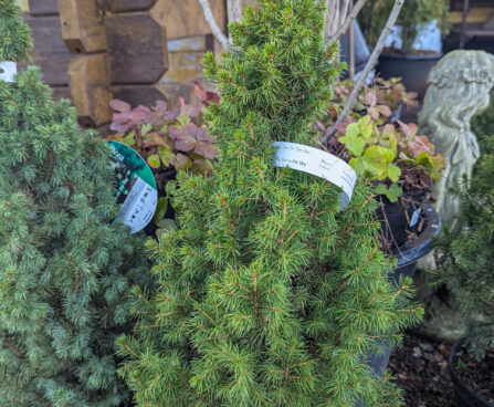 Picea glauca `Sun in the Sky` kanada kuusk