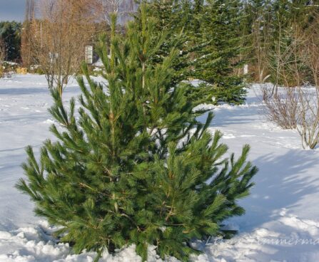 1719_7423_Pinus_peuce.JPG