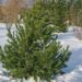 1719_7423_Pinus_peuce.JPG