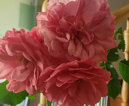 Rosarium Uetersen Juhan Voites