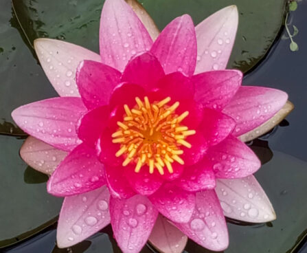 Vesiroos Attraction Foto Helme Luunja