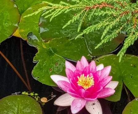 Vesiroos Attraction 1 Foto Helme Luunja