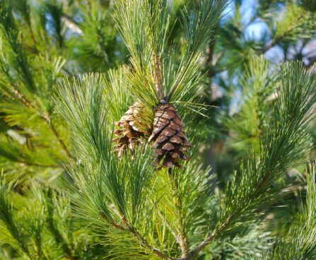 1719_8093_Pinus_peuce_2.JPG