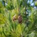 1719_8093_Pinus_peuce_2.JPG