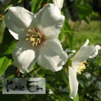 Philadelphus `Belle Etoile` ebajasmiin