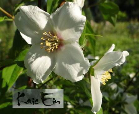 Philadelphus `Belle Etoile` ebajasmiin