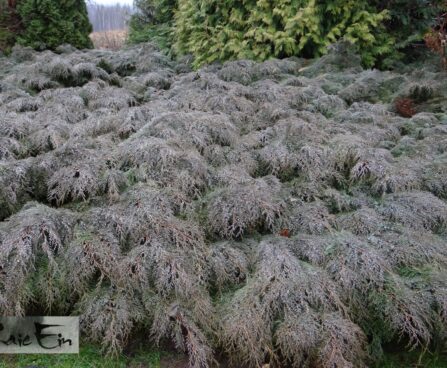 Microbiota decussata- mikrobioota talvevärv