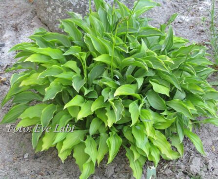 Host´`Lemon Delight` Foto Eve Labi