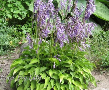 hosta `Lemon Delight` Foto Eve Labi