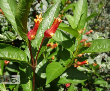 Lonicera involucrata var. ledebourii2-Ledebouri kuslapuu