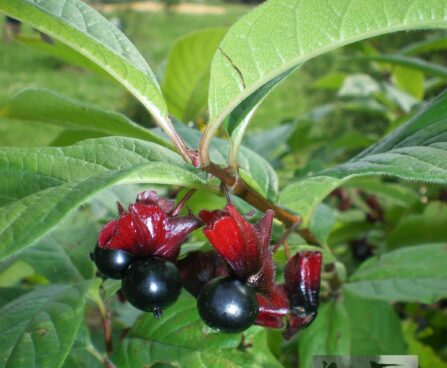 lonicera involucrata var. ledebourii-Ledebouri kuslapuu