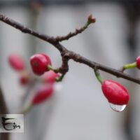 Lindera benzoin-bensoe lindera.viljad JPG