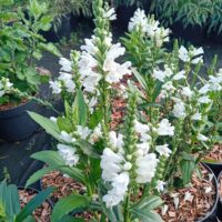 Physostegia virginiana 'Miss Manners' virgiinia tonditupik, Szmiti tootefoto