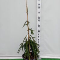 Picea abies 'Cobra'-harlik kuusk Szmiti tootefoto