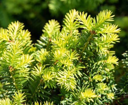 1725_10415_Taxus_baccata_Summergold__harilik_jugapuu.jpg