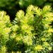 1725_10415_Taxus_baccata_Summergold__harilik_jugapuu.jpg