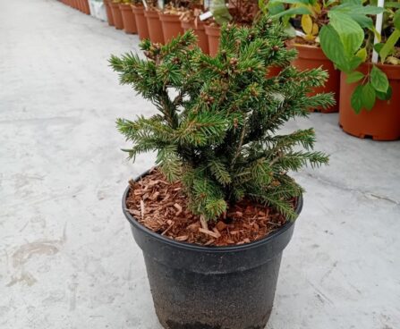 Picea abies 'Maxwellii'