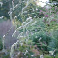 Sanguisorba albiflora-punanupp valgeõieline