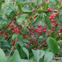 Berberis koreana-korea kukerpuu