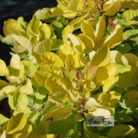 Cotinus `Golden Lady`-parukapuu