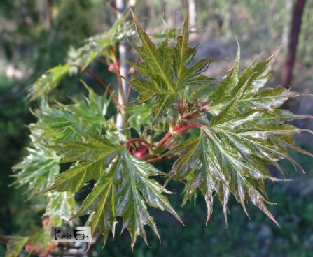 Acer platanoides ´Dissectum´ harilik vaher varakevadel