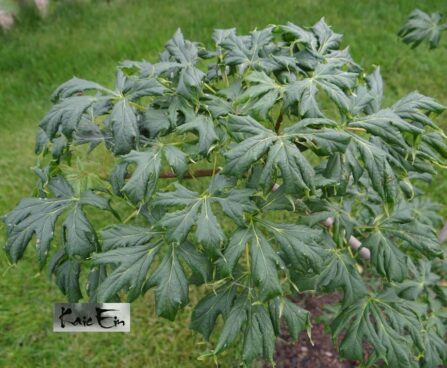 Acer platanoides ´Dissectum´ harilik vaher suvel