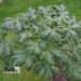 Acer platanoides ´Dissectum´ harilik vaher suvel