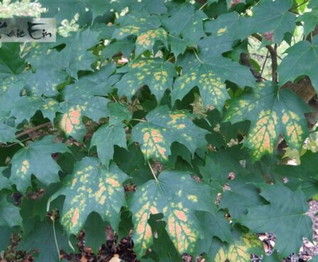Acer Acer saccharum-suhkruvaher varasügis