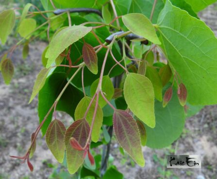 Cercidiphyllum japonicum `Pendulum`-juudapuulehik