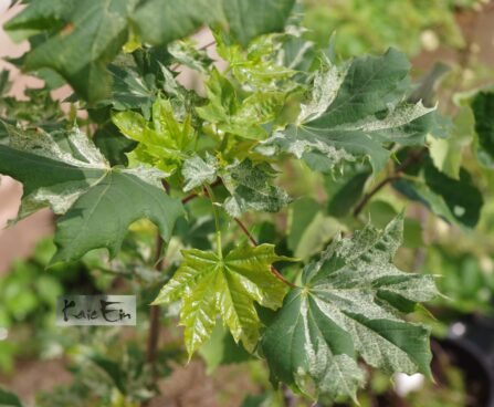 Acer platanoides `Samuli`-har. vaher