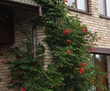 Campsis radicans `Flamenco` -trompetõis.