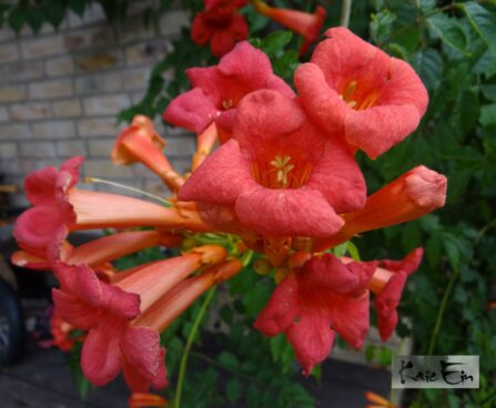 Campsis radicans `Flamenco` -trompetõis