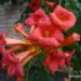 Campsis radicans `Flamenco` -trompetõis