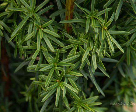 1727_6661_Taxus_baccata_David__3.JPG