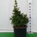Picea abies 'Will's Zwerg'