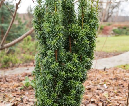 1727_6662_Taxus_baccata_David_.JPG