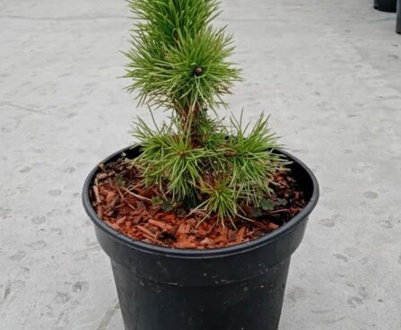 Pinus aristata
