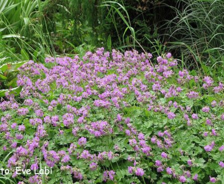 Geranium cantabrigiense `Karmina`- viljatu kurereha1