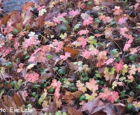 Geranium cantabrigiense `Karmina`- viljatu kurereha sügisel